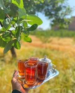 نقش فرآوری در کیفیت چای ایرانی